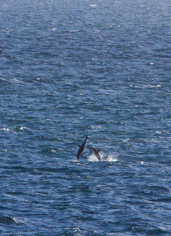 Dusky Doplhins Breaching